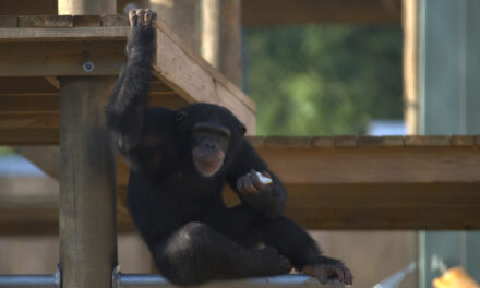 Vita da scimpanzé – il trailer italiano della docuserie di National Geographic